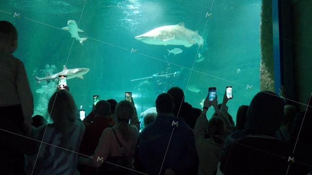 Russia, Moscow. 119 Mira Avenue, 02.07.2023. A group of people watches as a diver feeds sharks in a смотреть онлайн