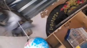 ПЕРЕВЕЛ ГОЛУБЕЙ ТИПЛЕРОВ