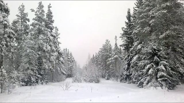 Мой город Светогорск