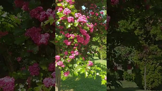 Цветущая сакура. смотреть онлайн