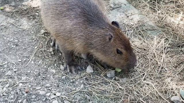 Жорик и Кира маскируются! Белые какаду в белых цветах акации! Привет от капибар и черепах. Тайган
