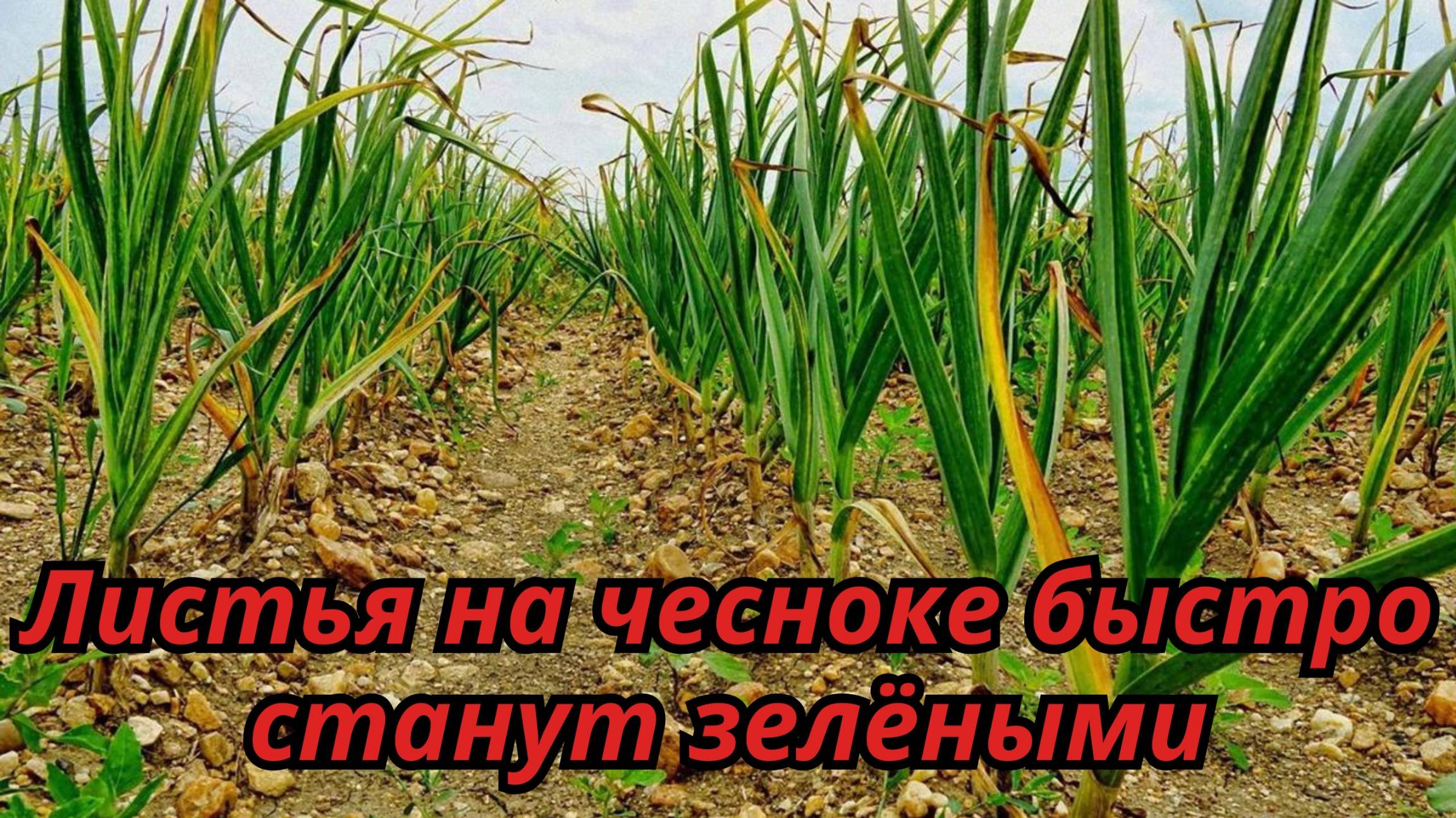🌿Листья на чесноке станут зелёными! Простая подкормка, которая работает смотреть онлайн