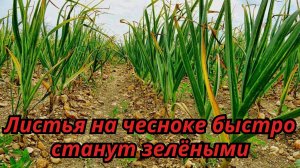 🌿Листья на чесноке станут зелёными! Простая подкормка, которая работает
