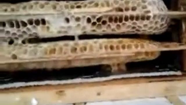 Залишив бджіл зимувати в мікронуклеусі смотреть онлайн