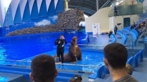 Морж Миша на выступлении в океанариуме, Владивосток, февраль 2018