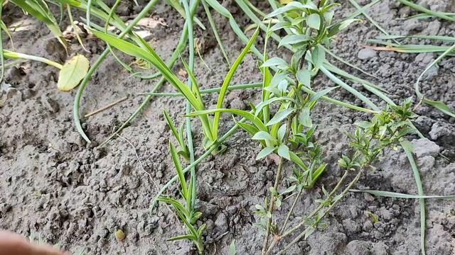 БОРЕМОСЯ З ХВОРОБОЮ ОГІРКІВ смотреть онлайн