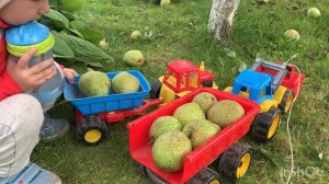 Трактор собирает груши. Собираем урожай.