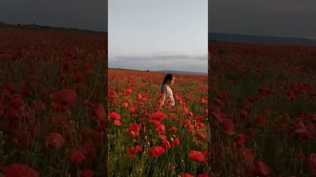 красные маки смотреть онлайн