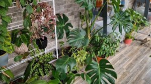 Отвечаю на комментарии. Новости. Что будет дальше. Болталка