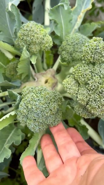 🥦 Непрерывный урожай капусты брокколи! #SemenaPartnerShorts смотреть онлайн