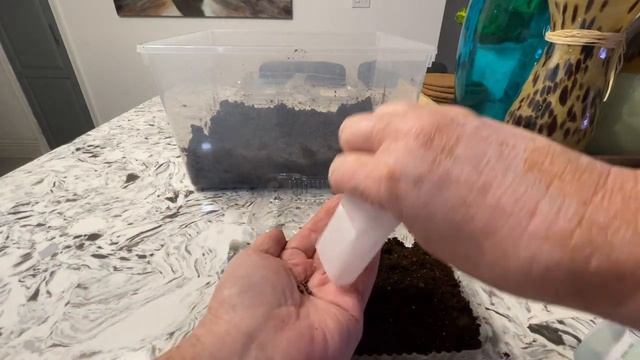 Starting Ornamental Purple Millet Seeds for Containers! смотреть онлайн