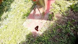 Замена масла КПП МТЗ 80