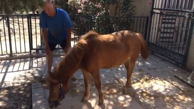 An update on Perlita - Easy Horse Care Rescue Centre смотреть онлайн