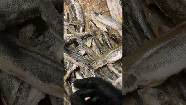 Корюшка свежемороженая