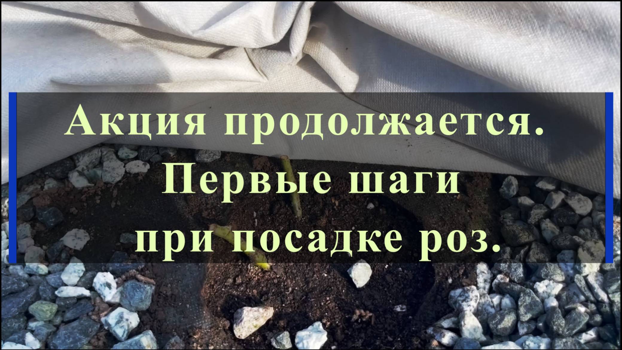 Акция продолжается. Первые шаги при посадке роз. смотреть онлайн