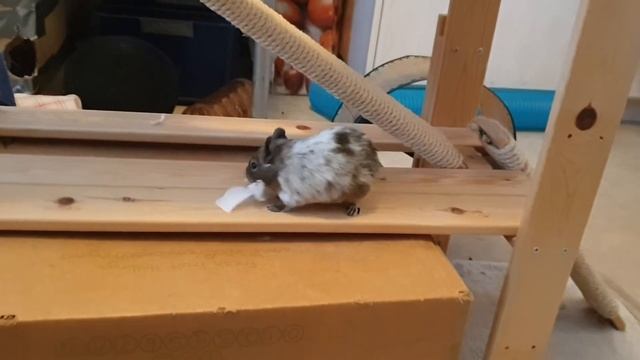 Degu Lola stealing toilet paper again смотреть онлайн