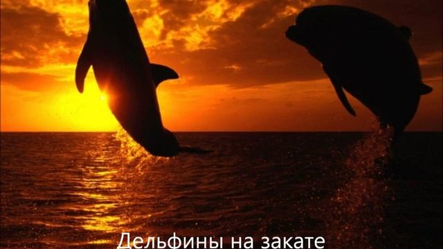 ДЕЛЬФИНЫ смотреть онлайн