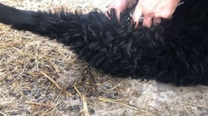 Кастрация баранчиков. Спас ягнёнка 🐑