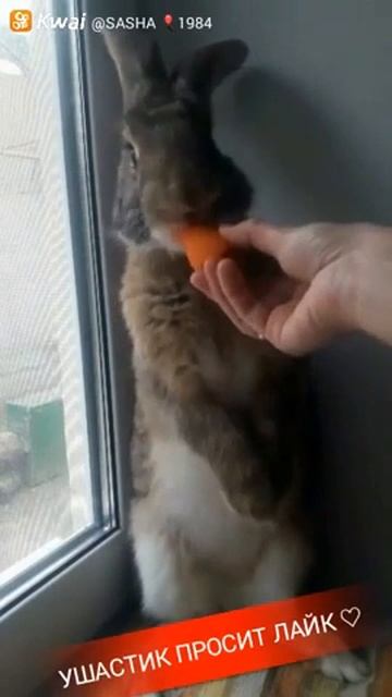 Крольчонок жрумтит морковкой на двух задних лапках.