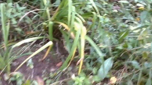 Garden update new plantings: Nancy Today смотреть онлайн