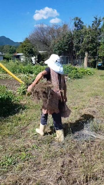 Isang Bilao sili #fypシ #japanagriculture #japanfarming #ofwjapan #trendingshorts #Organic #sili смотреть онлайн