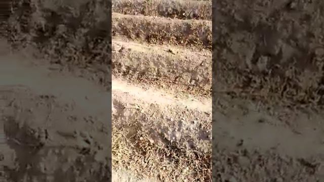 Копалка на т25 смотреть онлайн