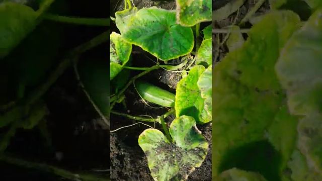 #Сбор урожая#Теплица#помидоры#огурцы смотреть онлайн