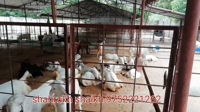 Indore Goat Breeding Center | Indore , MP смотреть онлайн
