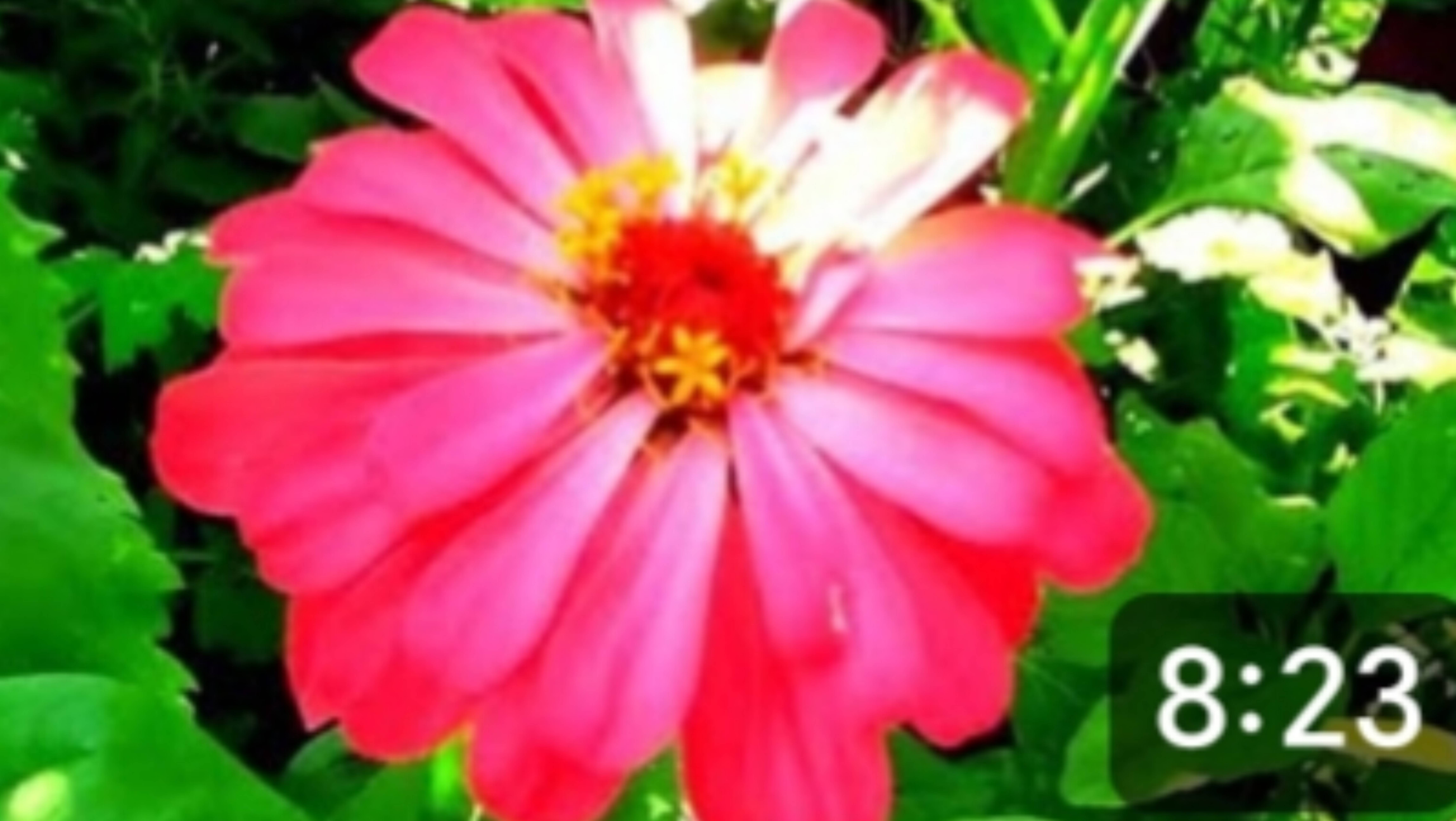 Деревня. Полоть не успеваем, но урожай будет. Жара стоит аномальная. смотреть онлайн