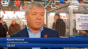 В Тюмени открылась юбилейная выставка голубей Юрия Неёлова