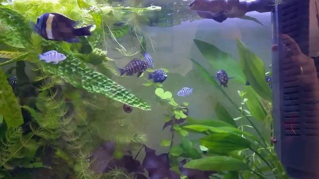 FütterungTropheus duboisi mit JBL Spirulina premium vs. Novo Rift смотреть онлайн