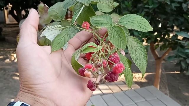 how to grow raspberries at home in a pot смотреть онлайн