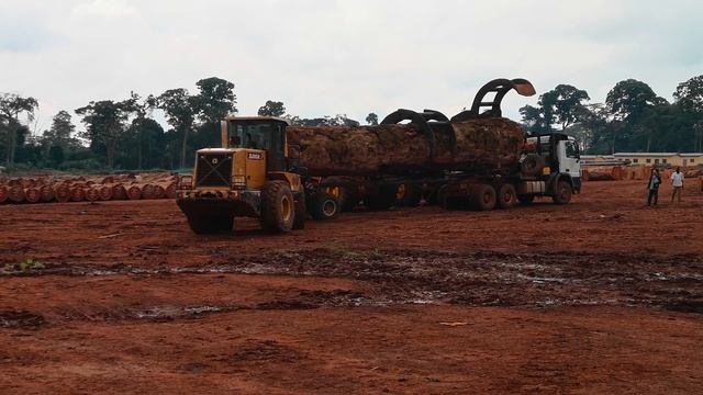 3 Heavy Equipement Try to Load 1 Log (48 Tons of Okan) (African Heavy Logs) смотреть онлайн