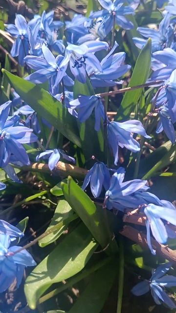 Цветочное утро !Пчёлки работают! смотреть онлайн