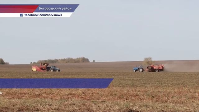 Сбор урожая свеклы продолжается в Богородском районе смотреть онлайн