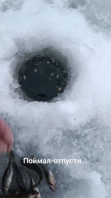 #рыбалка #fishing #плотва #поймалотпусти #улов #ёрш смотреть онлайн