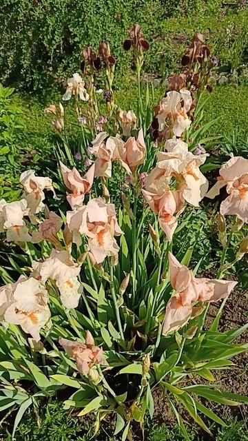 Цветет ирис смотреть онлайн