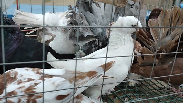 19.04.2025г Садовод рынок ч. 1 👍 смотреть онлайн