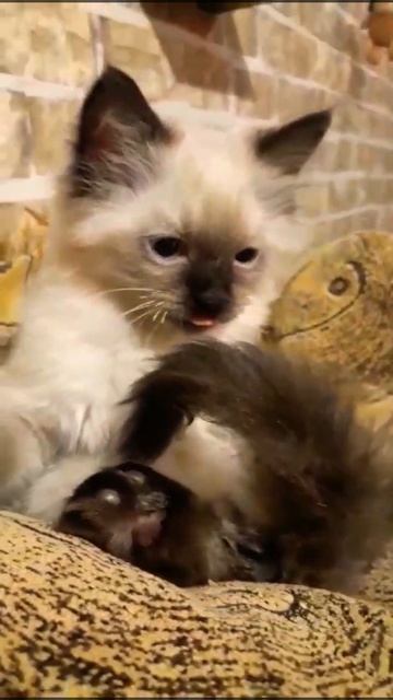 Борзый кот.Невская Маскарадная смотреть онлайн