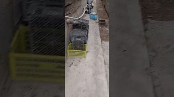 Пересадила тёрн🧚♂️, уборка территории 🧚♀️и по мелочи🧚