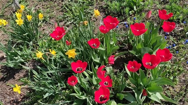 Цветы, цветы, цветут тюльпаны смотреть онлайн