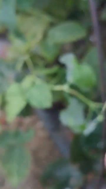 Новый ремонтантный сорт ежевики Диджей. смотреть онлайн