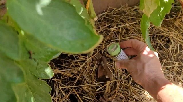 Suburban Homestead Vlog 7-27-21: Unboxing Predatory Mites смотреть онлайн