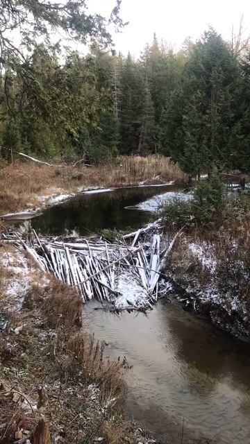 The Winter￼ Update 1.9 Beaver Dam