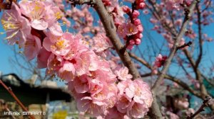 Цветет абрикос, часть вторая.