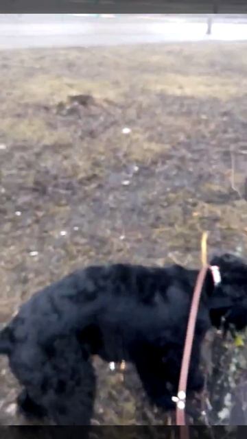 Черный русский терьер и палочка смотреть онлайн