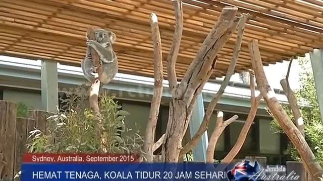 Hemat Tenaga, Koala Tidur 20 Jam Sehari [Sindo Pagi] [1 Des 2015] смотреть онлайн