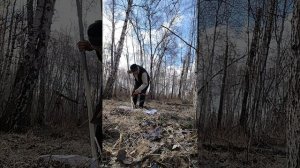 Заготовка коры осины.