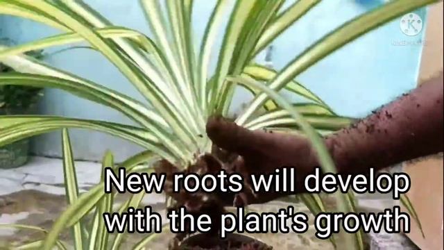 Spider ivy plant | Seperating spider plant | Repotting spider plant смотреть онлайн