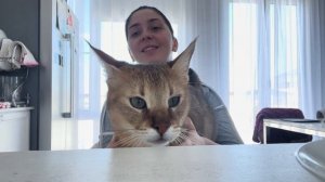 ОГРОМНАЯ КОШКА - МИНИ РЫСЬ 🐆 Сансара Чаузи f1😻 Расскажу как получилось подружится с ней)